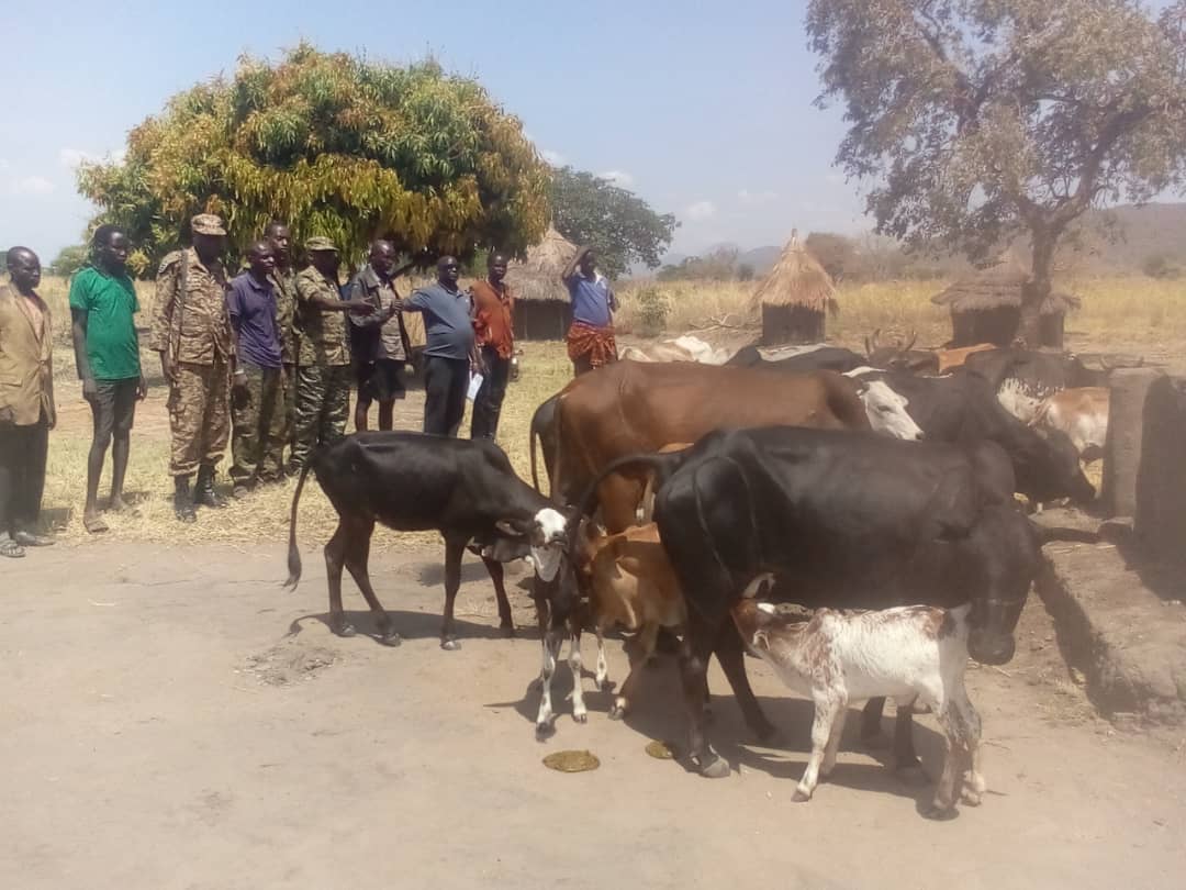 Police recover 14 cows in foiled cattle raid in Karenga