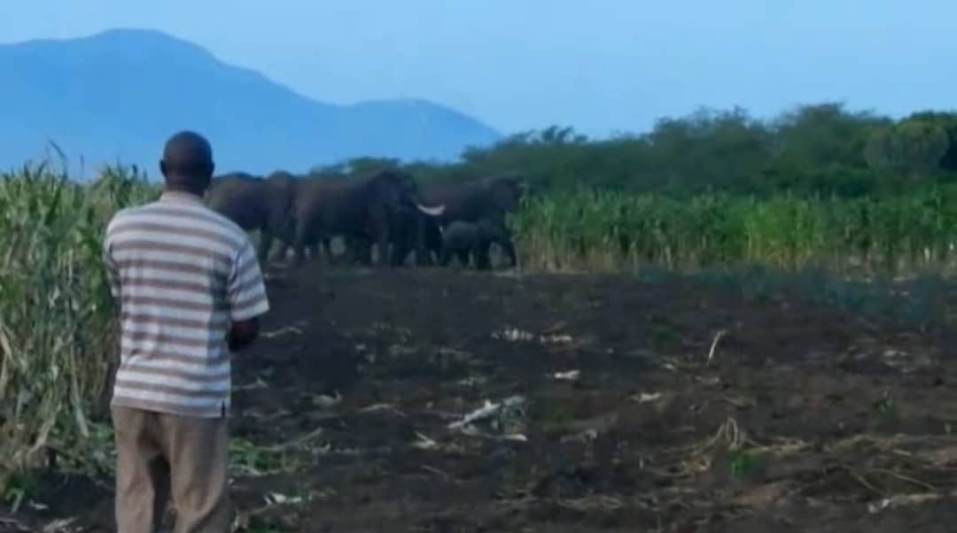 Kasese farmers decry attacks by elephants from Queen Elizabeth National Park