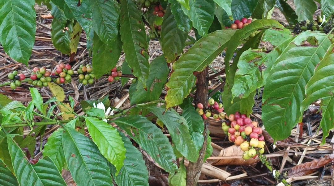 Mbarara Coffee Farmers Struggle Amid Rising Global Prices