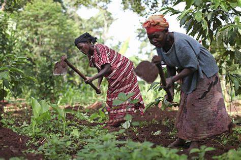 Report Highlights Low Adoption of Agricultural Technologies