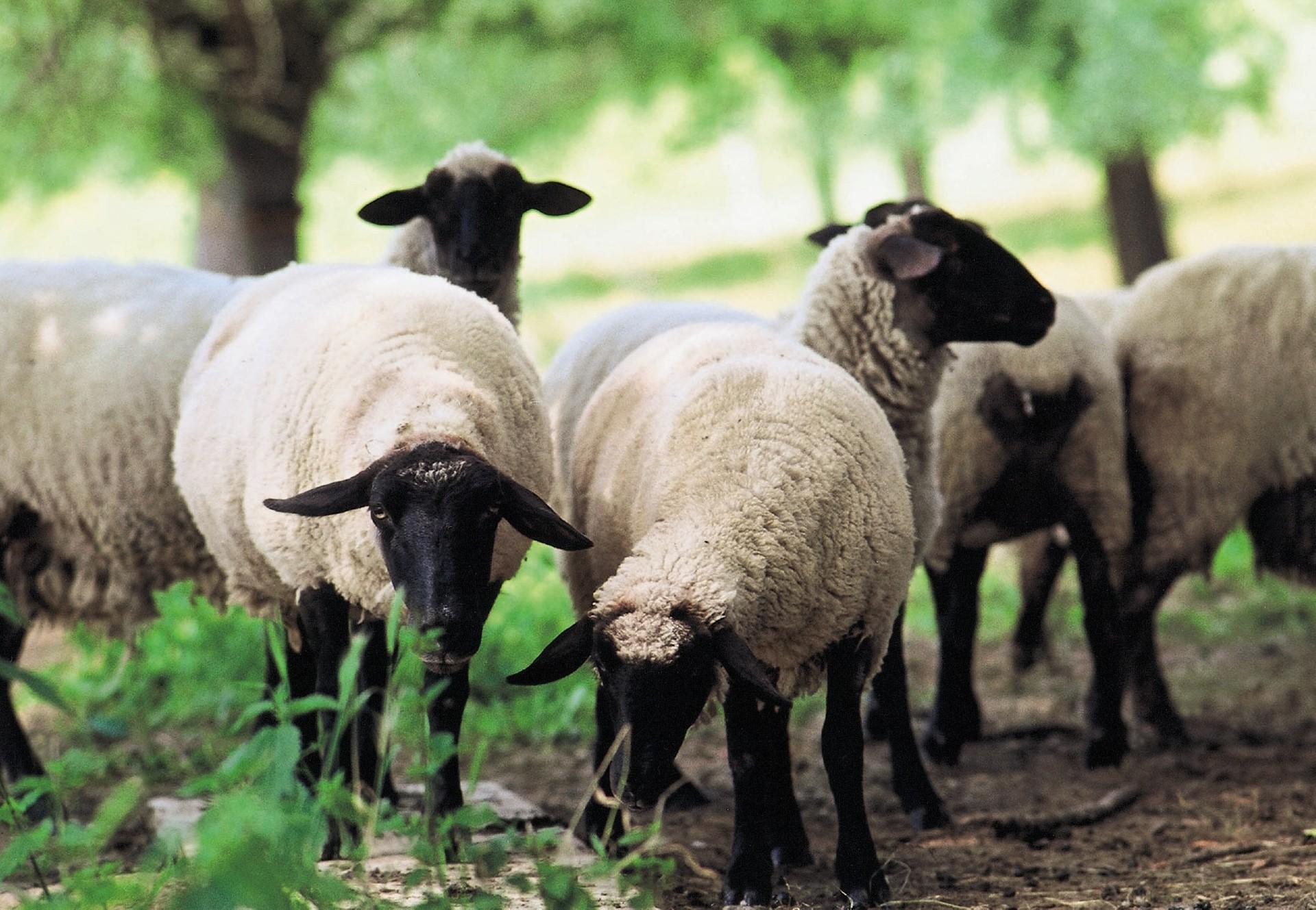 Wolves Kill Over 100 PDM Sheep in Katakwi