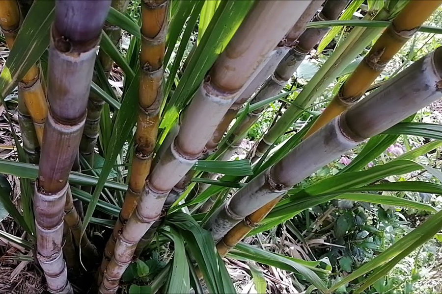 Kamuli Man Kills Pupil Over Sugarcane