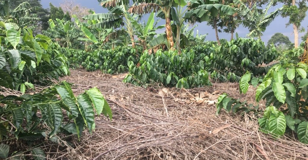 Kitagwenda Farmers Capitalise on Soaring Coffee Prices to Boost Income