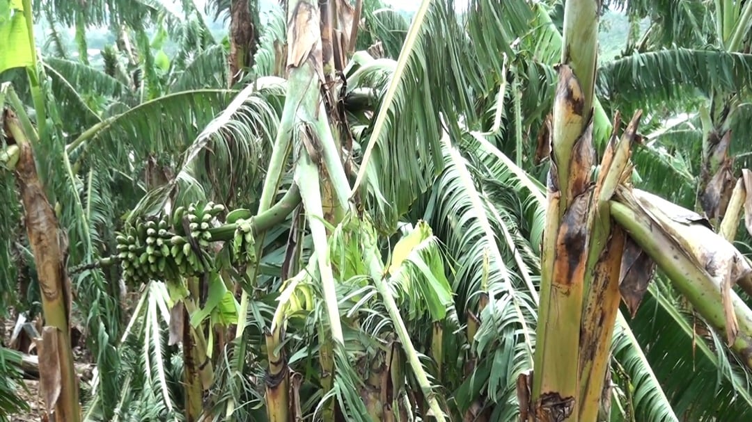 Fork in the Climate: Expert Backs Global Treaty to Rethink Food Systems
