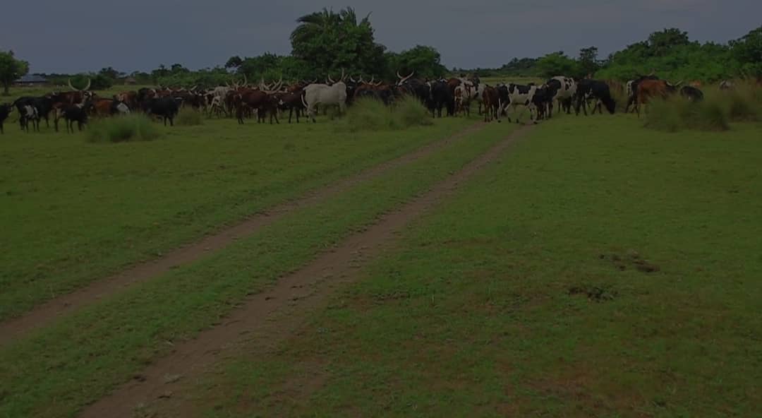 Herdsmen Face Eviction as Tycoons Claim Land