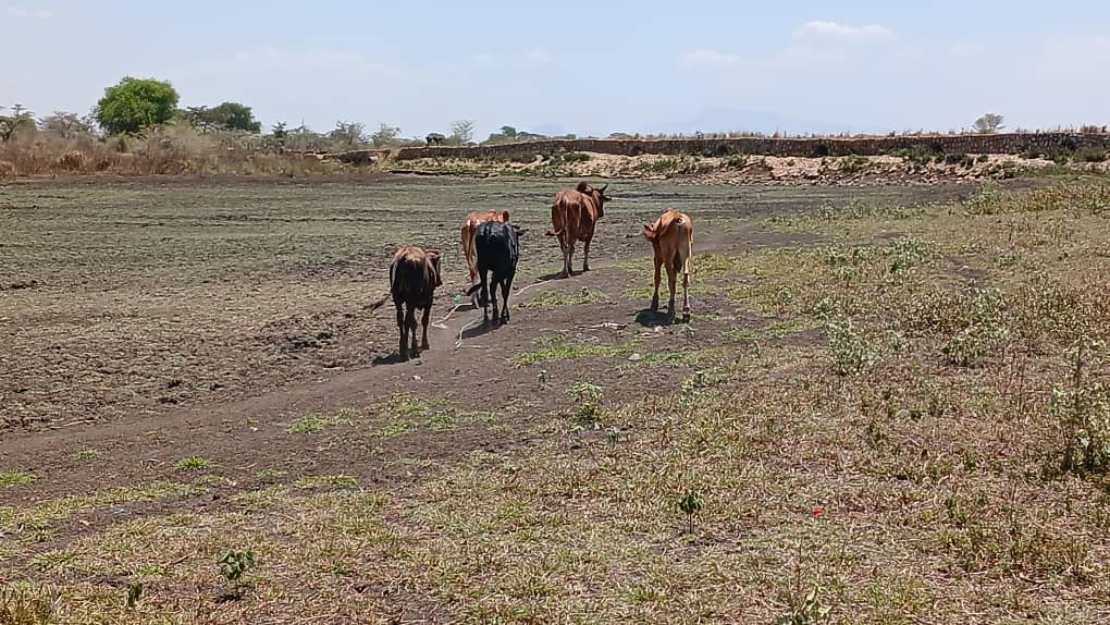Over 1,000 Livestock Lost in Katakwi as Drought Strains Farmers