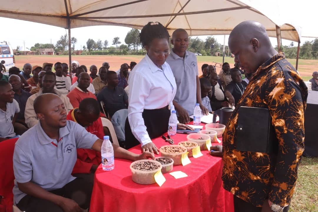 Mayuge Cocoa Farmers Demand Urgent Reforms to Curb Trade Loopholes