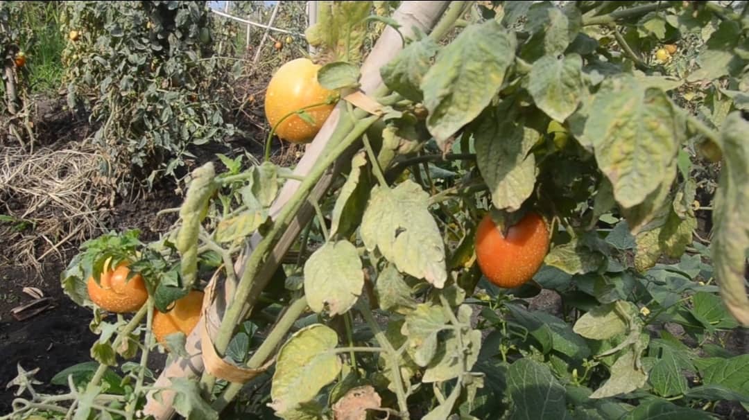 Pests Ravage Mubuku Tomato Farms