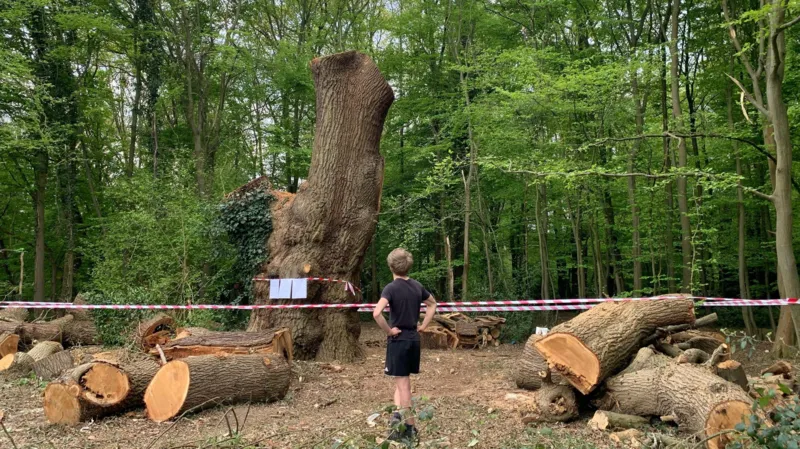 Felling of ancient oak tree probed by police