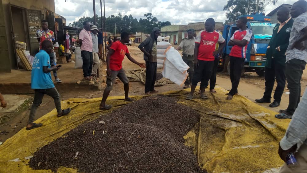 Ibanda Dumps Rotten Coffee as Crackdown Targets Quality Saboteurs