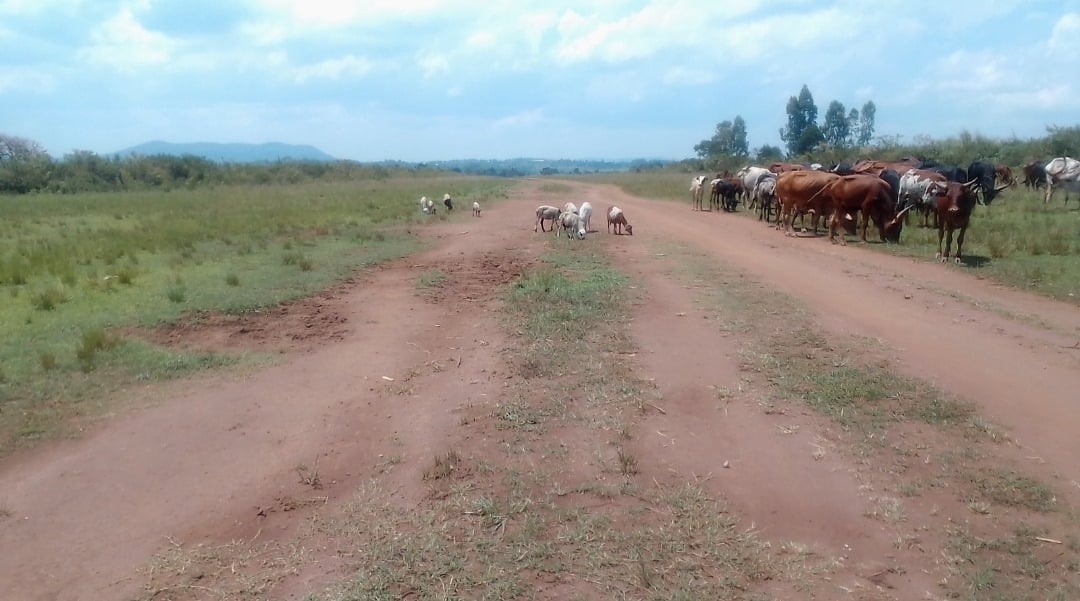 Grazing Cows, Not Landing Gears, Make the Most of Masindi Airfield