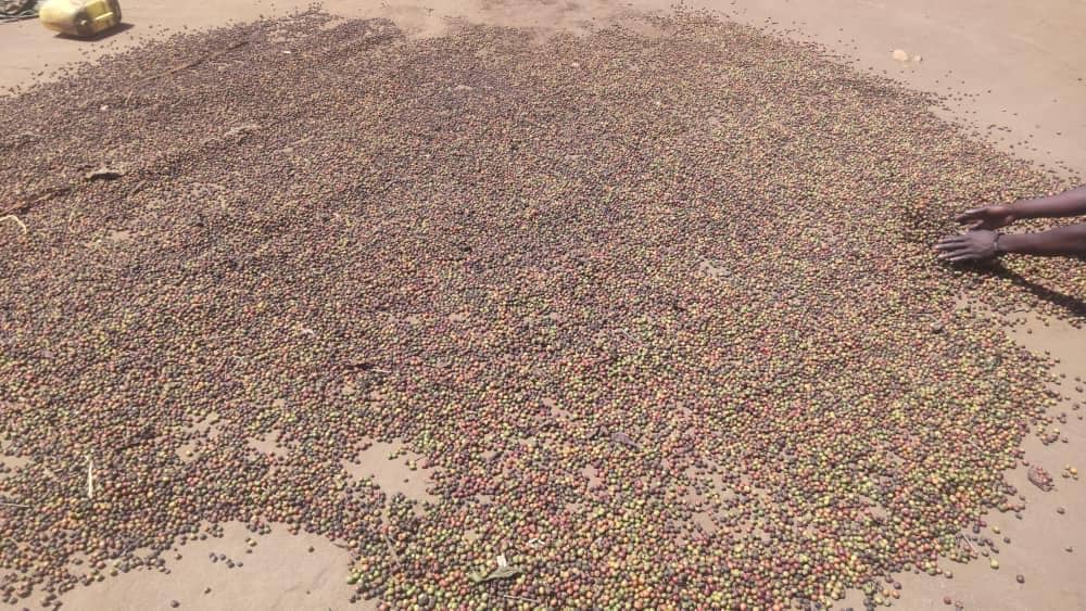 Ibanda Farmers Warned Against Harvesting Immature Coffee