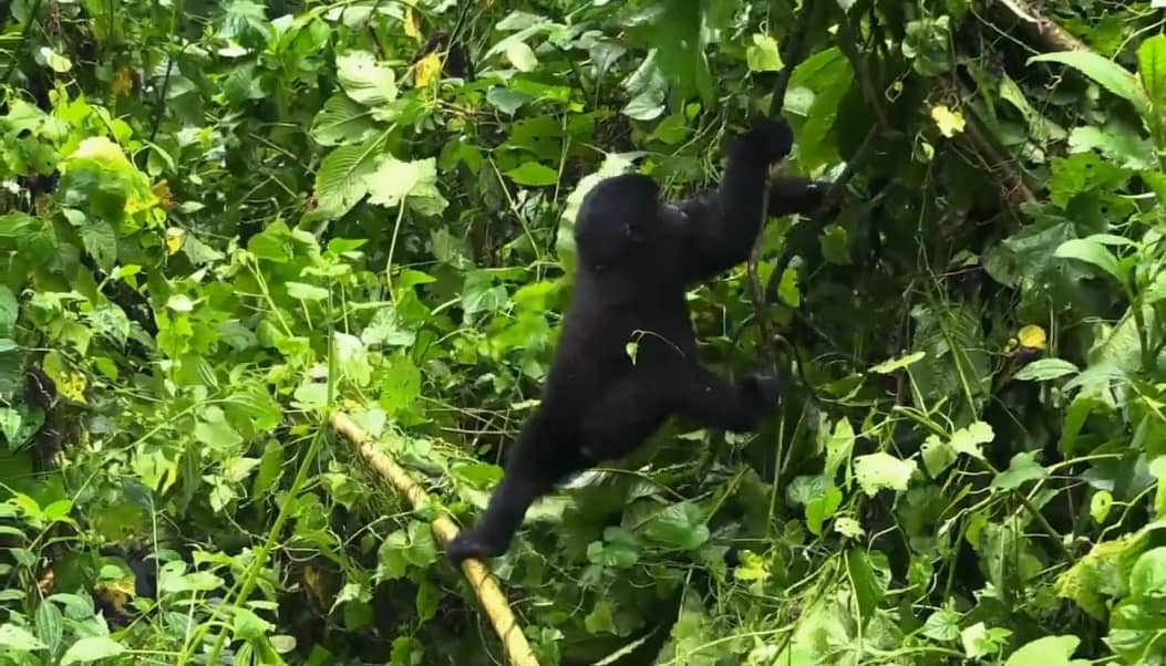 Local Communities Lead Efforts to Conserve Forests in Southwestern Uganda