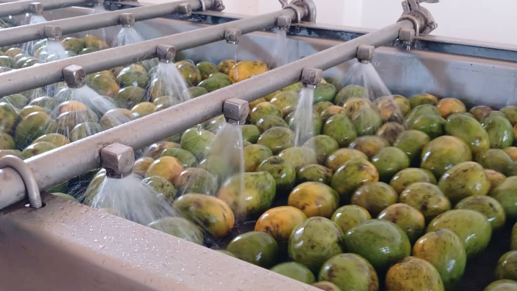 Sweet Deal:Teso Farmers Cash In as Factory Starts Processing Local Mangoes