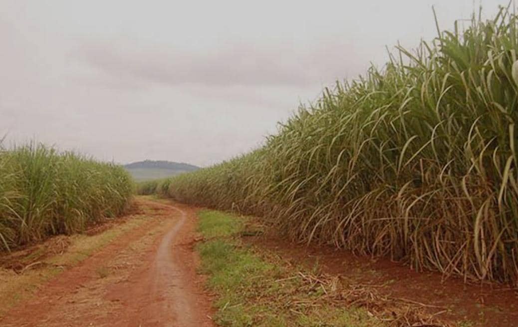 Environmental Impact of Sugarcane Farming Raises Famine Fears in Busoga