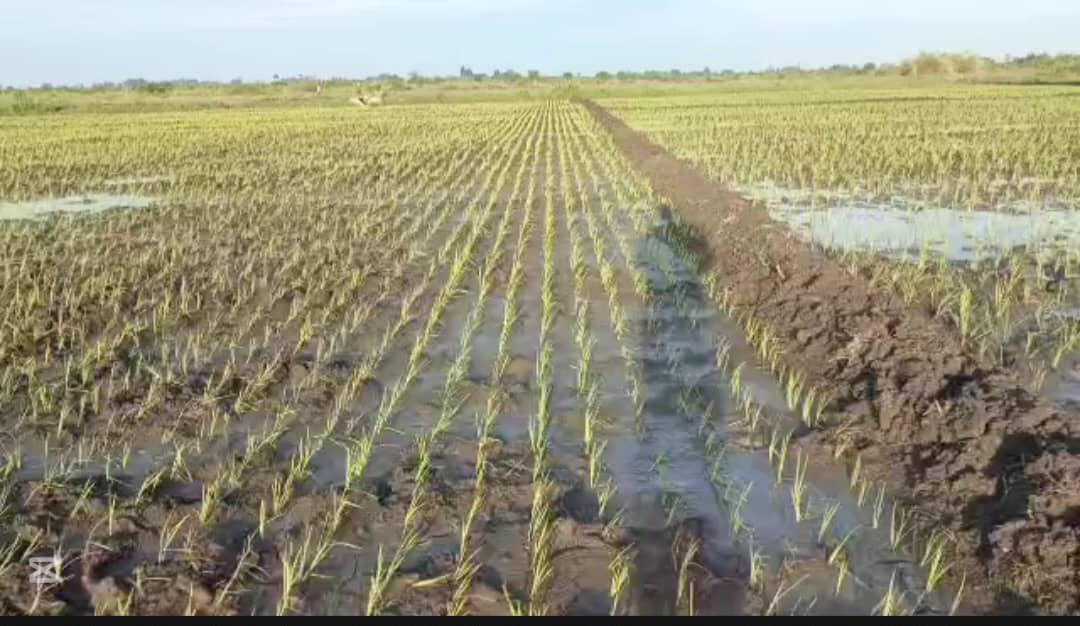 Rice Farming Starts at Achomai Irrigation Scheme