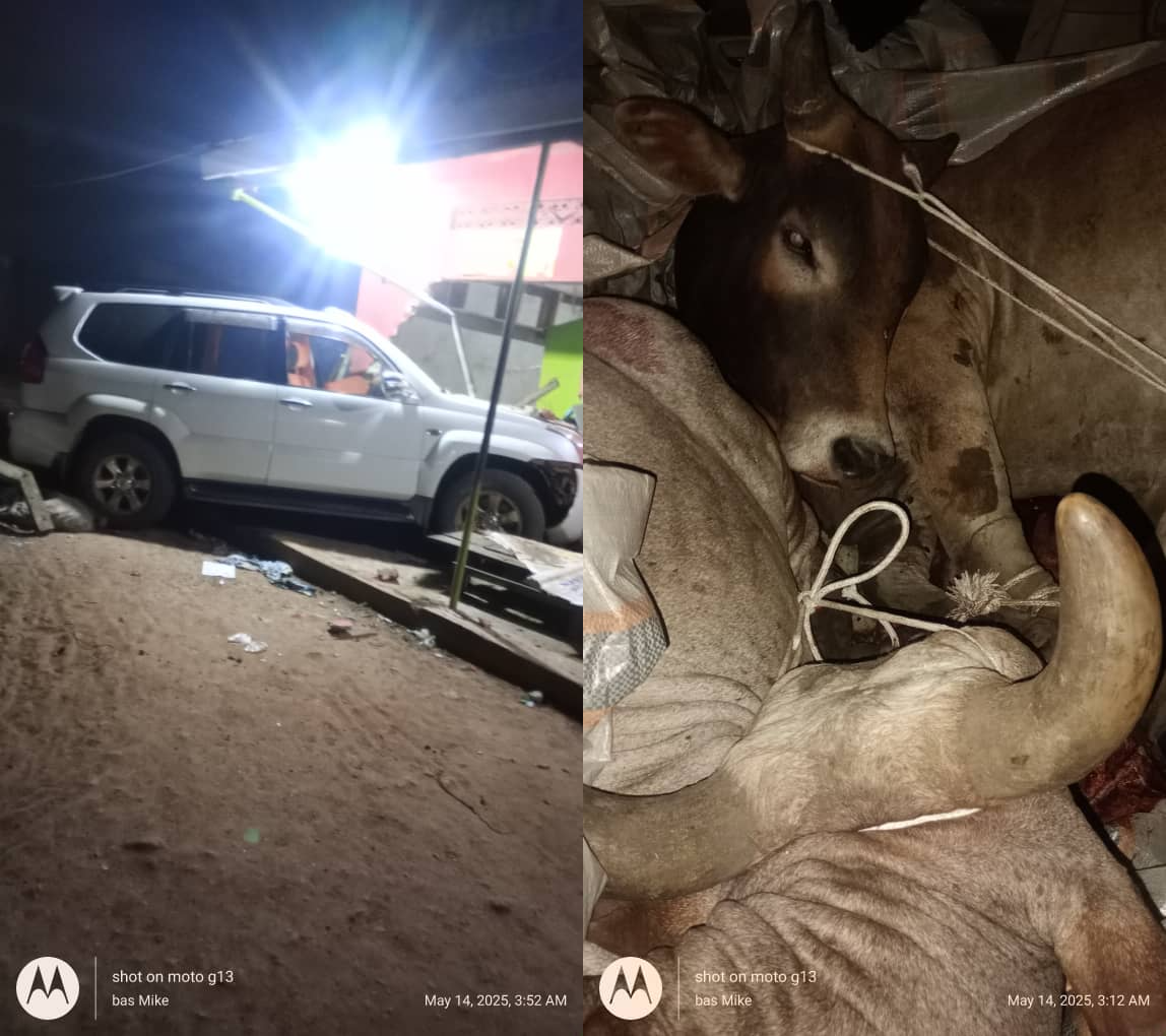 Luxury Ride, Rural Cargo: Prado TX Busted Smuggling Cows at Dawn