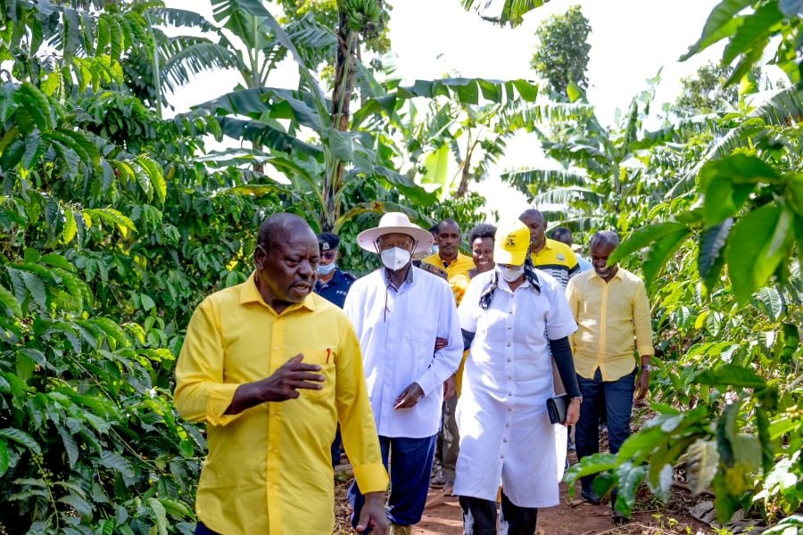 Kamwenge Retired Civil Servant Minting Cash out of Coffee Farming, Hails Museveni