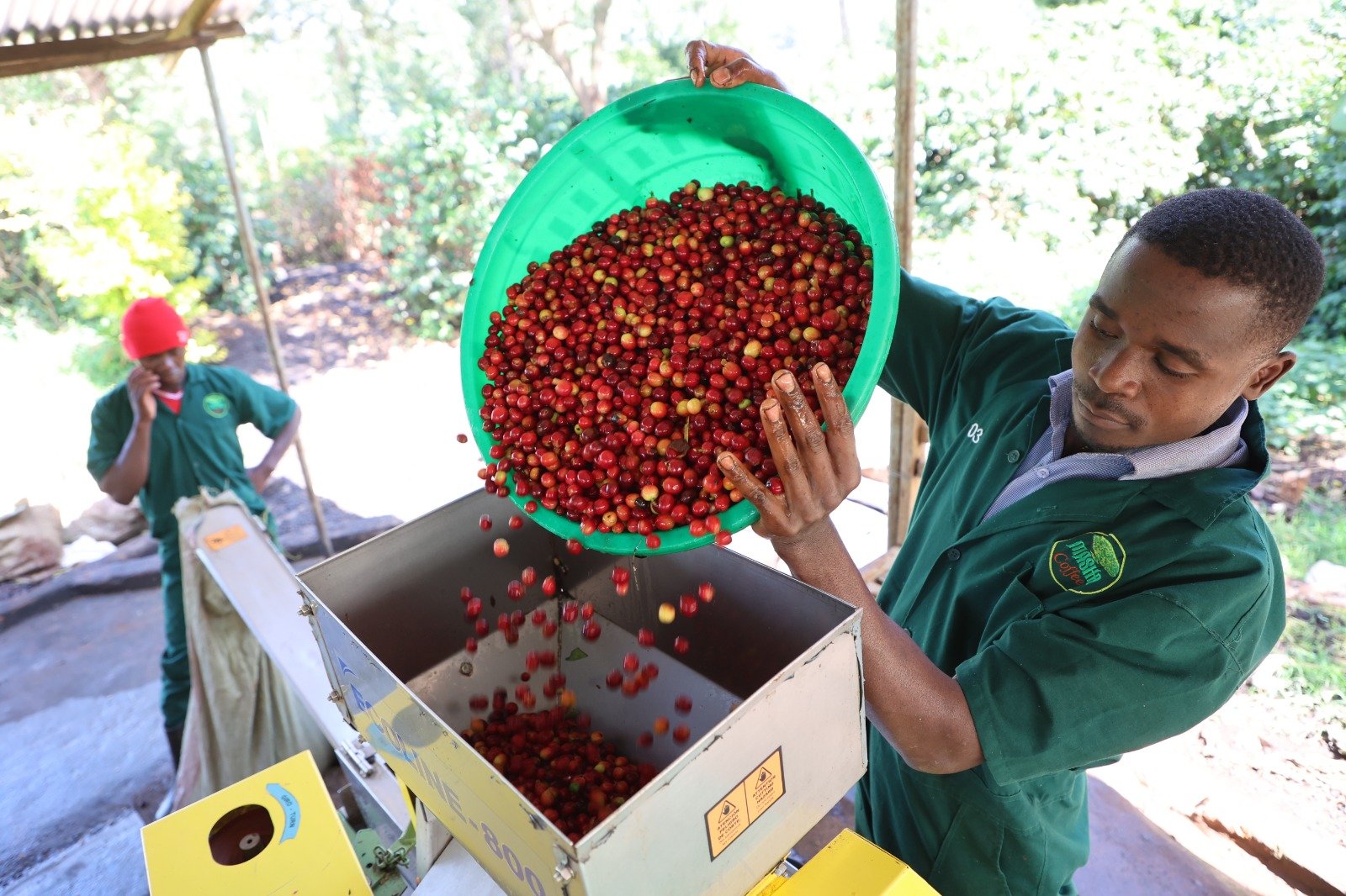 Uganda’s Coffee Sector at a Crossroads: From Volume to Value Addition