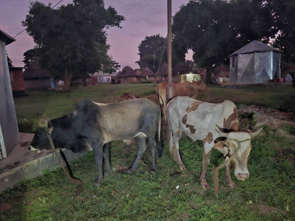 Wave of Cattle Theft Sparks Outcry in Busoga North