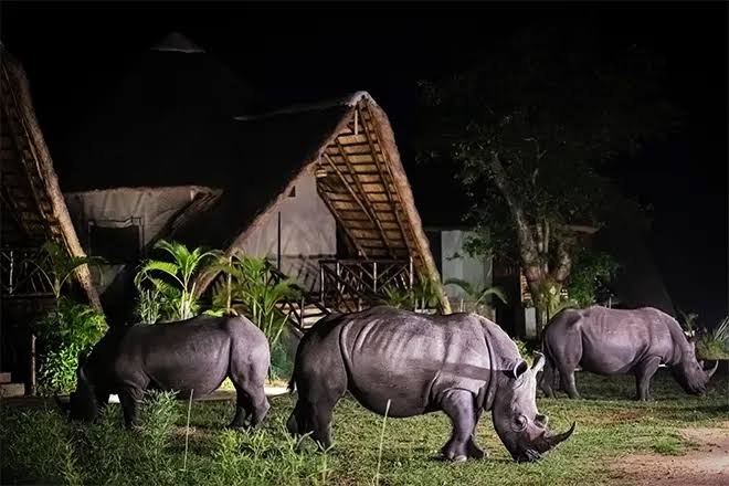 UWA Denies Fake Claims About Ziwa Rhino Sanctuary Closure