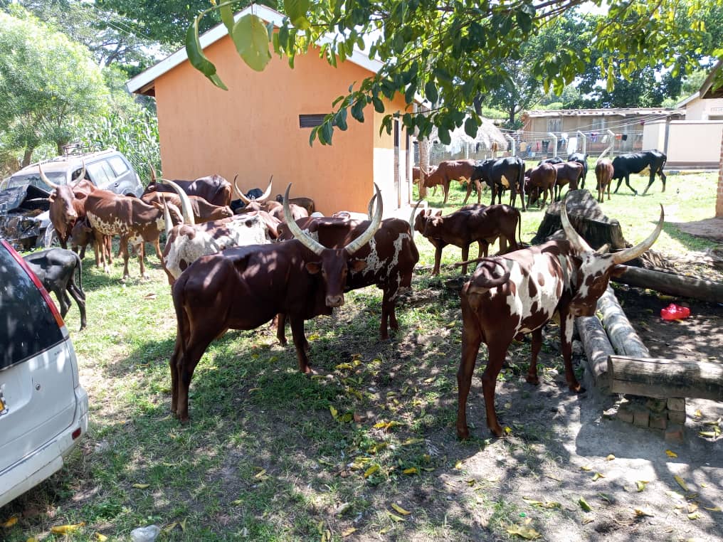 10 Arrested as 38 Suspected Stolen Cows are Recovered in Nakasongola