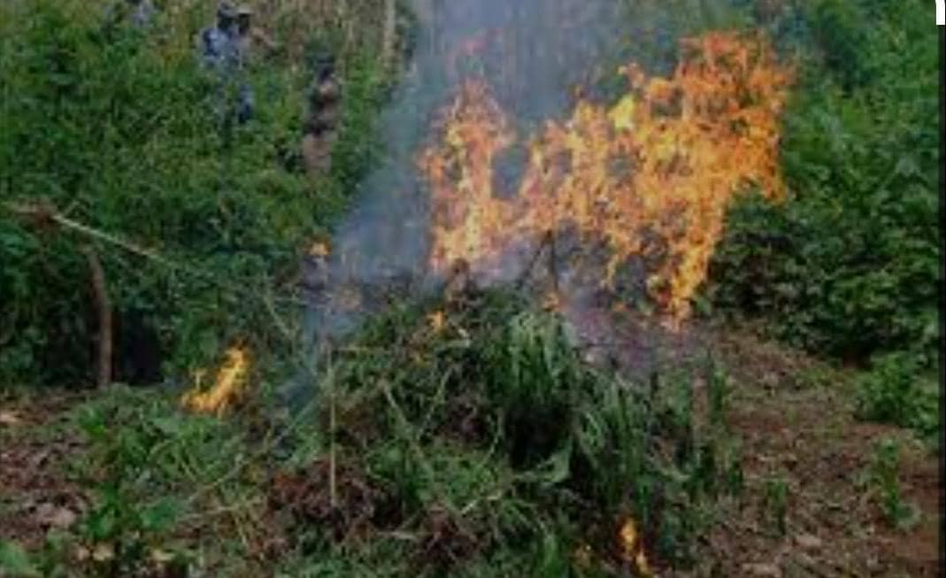 Fire Razes Down 70 Hectares of Trees in Kagombe Forest Reserve