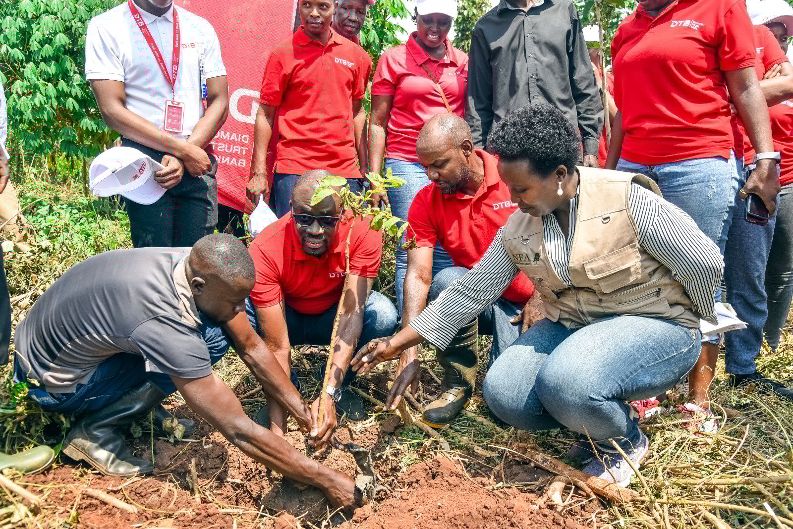 DTB Partners with NFA to Restore 19 Hectares of Degraded Forest in Mabira Forest