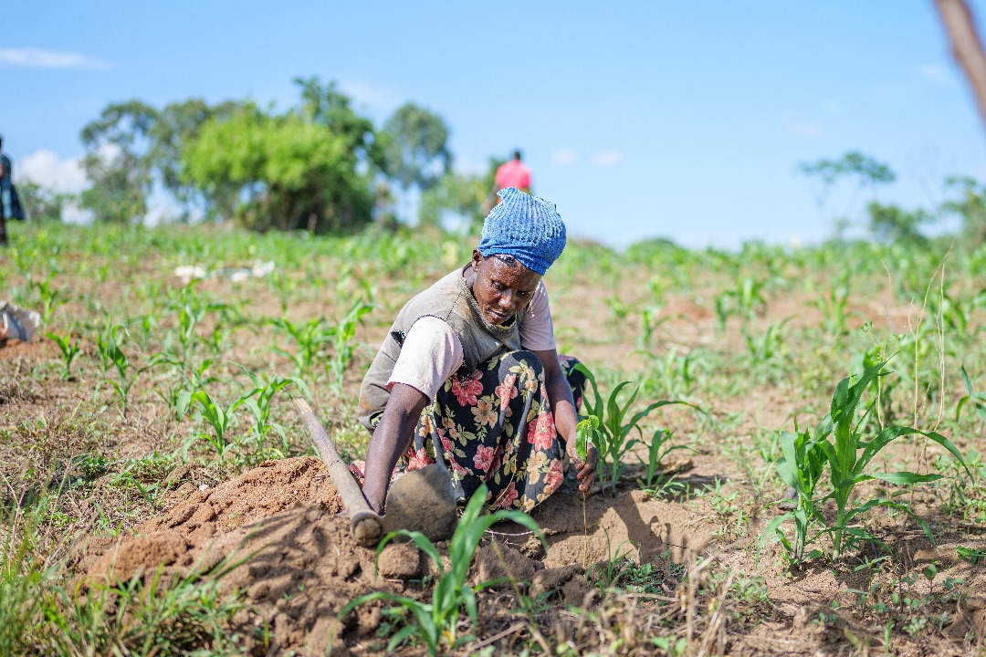 Restore Africa Regreens Communities in Uganda, Kenya and Malawi Through Farmer-Led Restoration