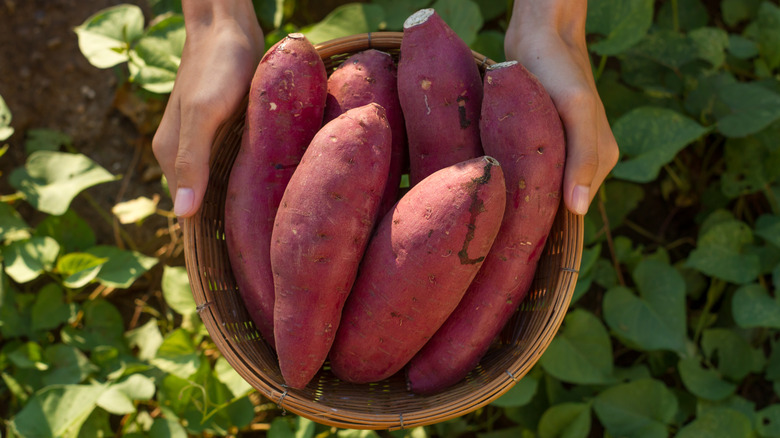 Sweet Potatoes, Cabbages Push Food Inflation Higher in May