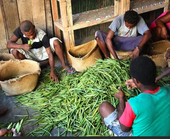 Strict Penalties Await Premature Vanilla Harvesters 