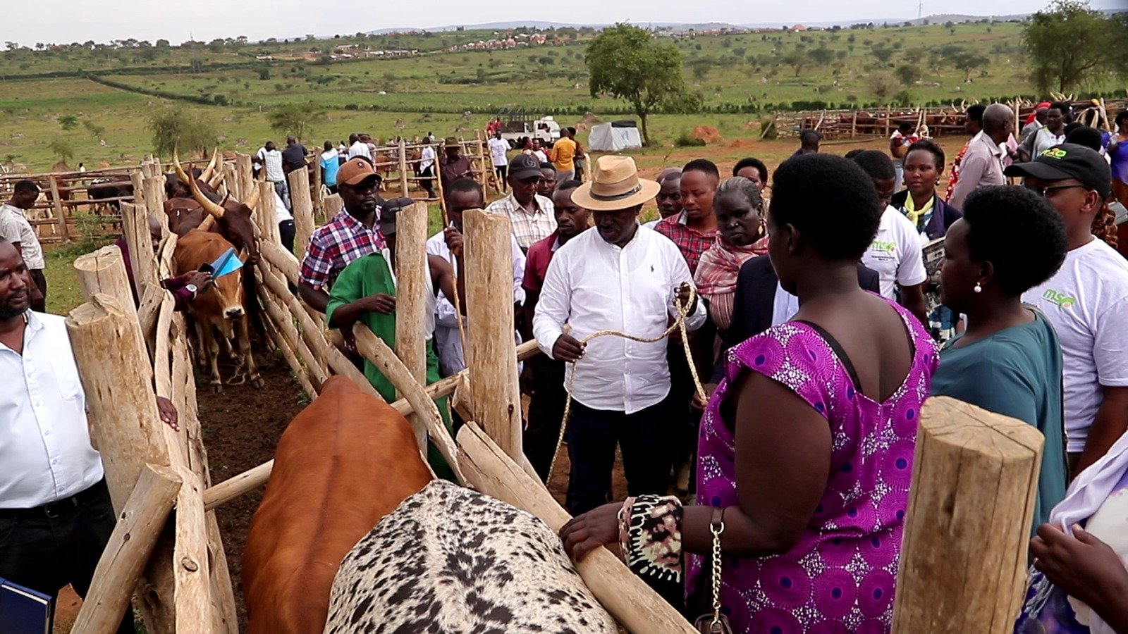 Microfinance Agency Delivers 198 Livestock to Ankole Farmers