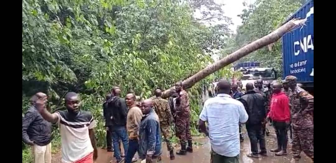 Tree Fall Disrupts Traffic Along Mabira Stretch