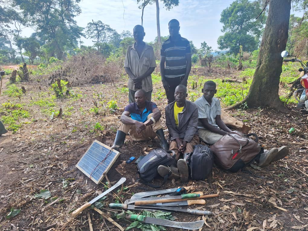 21 Arrested Over Destruction of 40 Hectares of Restored Bamboo in Bugoma Forest Reserve