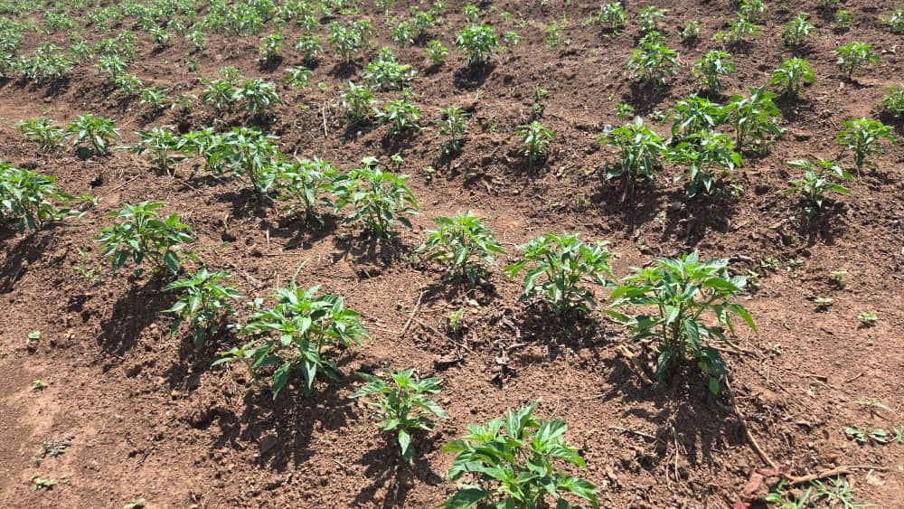 Busoga Chili Farmers Filled with Hope as Gardens Flourish