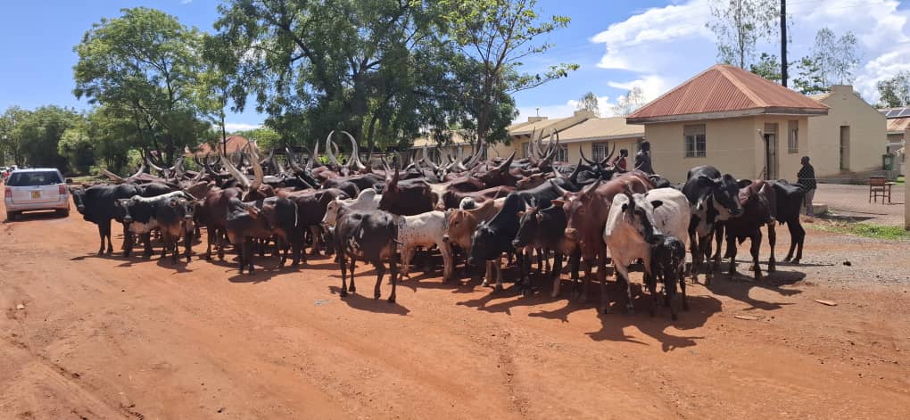 UPDF Launches 65-Day Cattle Eviction Drive in Northern Uganda