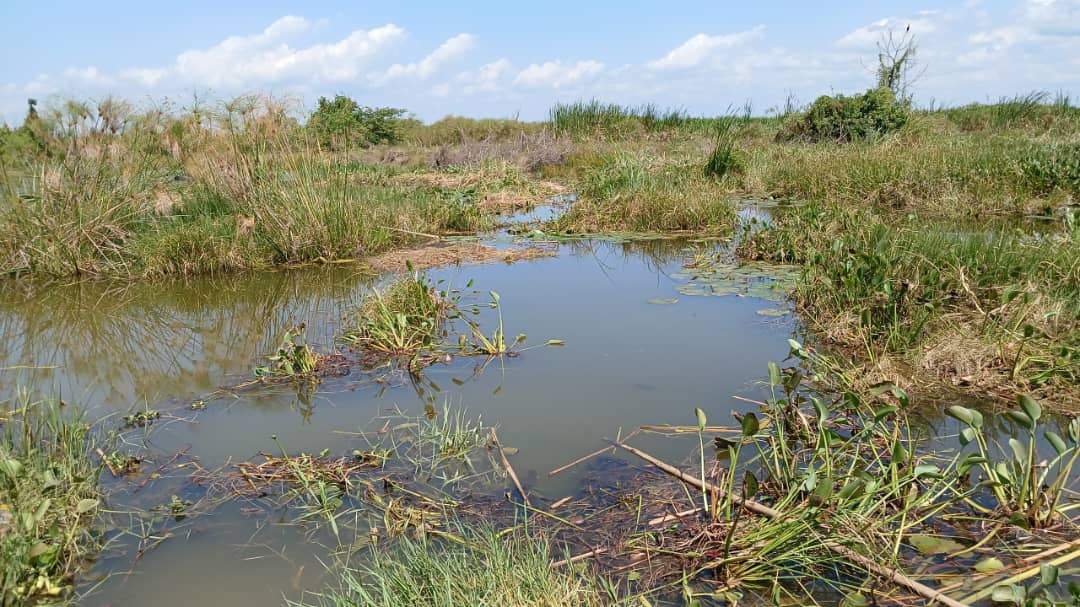 Crocodile Attack in Serere Leaves Woman Dead, Community Fearful