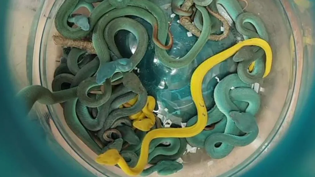Indian man arrested with 47 venomous vipers in bag at Mumbai airport