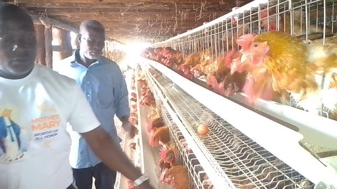 NEMA Gives Farmer 21 Days to Relocate 40,000 Chickens from 25-Year-Old Wakiso Farm