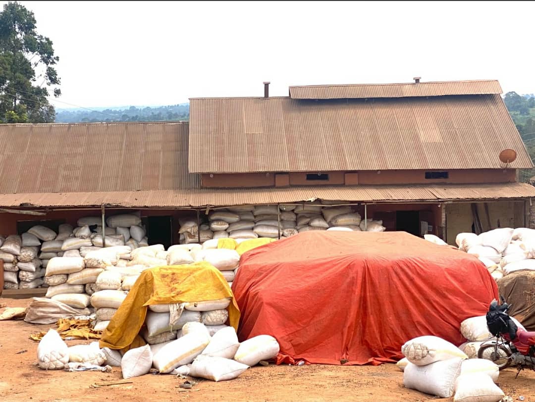Bukomansimbi Farmers Stuck as Coffee Prices Continue to Dro