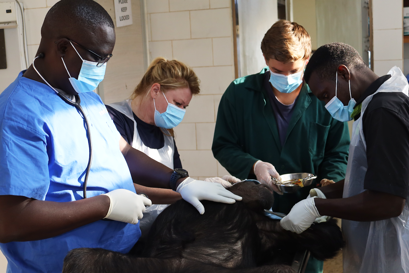 Chimpanzee Trust Reaffirms Dedication to Safeguarding Uganda’s Great Apes