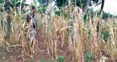 Ibanda Farmers Struggle with Dry Spell as Authorities Advise on Long-Term Solutions