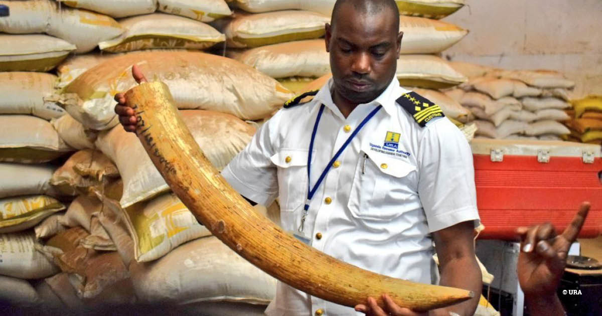 Uganda Loses Shs77bn Annually to Illegal Wildlife Trade