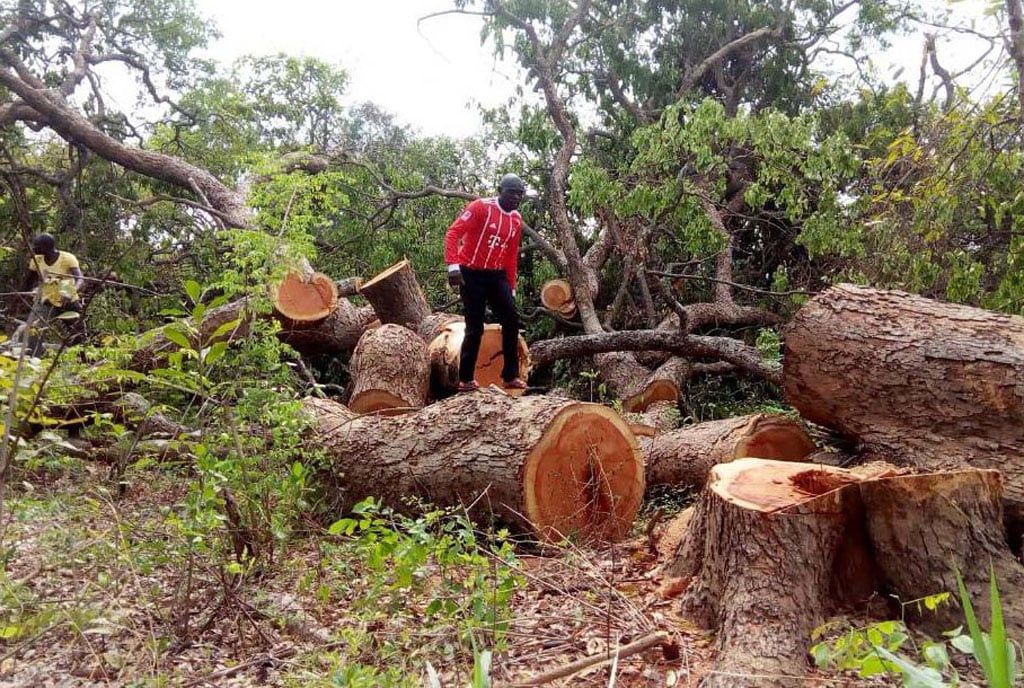 Experts Rally Ugandans to Tap into Carbon Market Opportunities