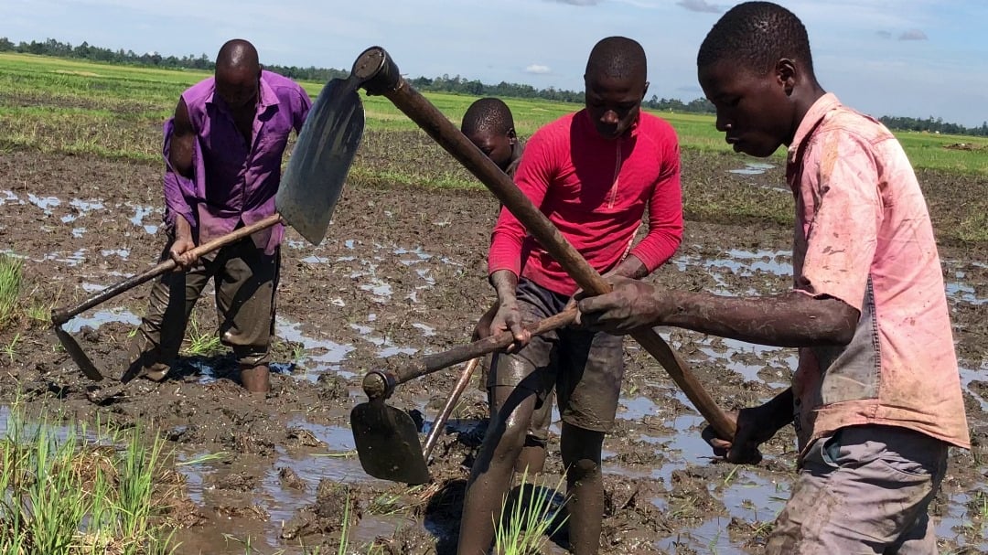 Machines Without a Plan: Cropping Chaos Derails Butaleja’s Rice Revolution