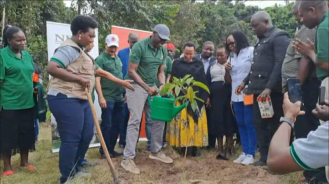 BoU Governor Launches Tree Planting Drive in Masaka as Bank of Baroda, NFA Restore Jubiya Forest