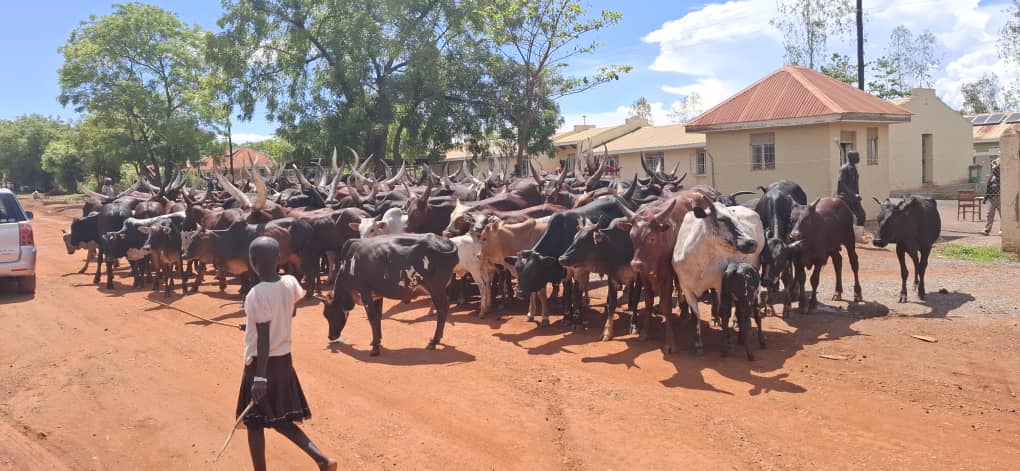 Obongi: Security Seizes 35 Heads of Cattle, Arrests Balaalo Herders for Defying Museveni Eviction Order