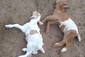 Mysterious Disease Kills Goats and Sheep in Kagadi