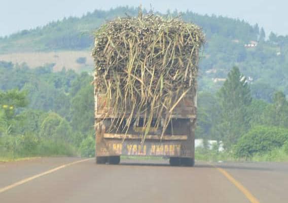Masindi Court Sets Thursday to Hear Bunyoro Sugarcane Cooperative Case