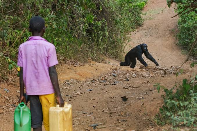 Police in Kagadi Probe Killing of Chimpanzee